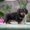 Adorable Dachshund Puppies - Sparkle