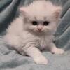 All White Persian Kitten
