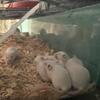 Feeder mice or pets 