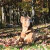 Cane Corso Available