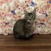 Price Reduced! Bengal Maine Coon Kittens