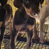 Doberman pincher pups available 8 weeks old