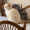 Male Flame point Exotic shorthair 