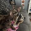 Female French bulldog- lilac merle