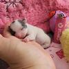 Smoothcoat White and Blue Spotted Female Chihuahua Puppy