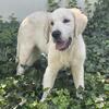 English Cream Retriever- 2 Males- 9/3 new pix