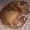 Dog in need of loving home ❤️