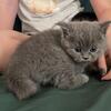 British kitten