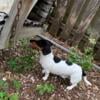 Miniature dachshund black and tan Piebald adult female, 5- years old.