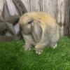 HOLLAND LOPS & NETHERLAND DWARFS