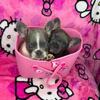 PinkPawFrenchies