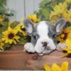 AKC French Bulldog Puppies