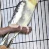cockatiel