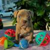 American Bully Puppy Ms. Cinnamon