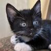 Black and White Girl kitty