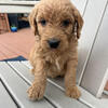 Goldendoodles- Looking for forever families! Pups go home June!