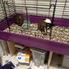 Bonded Pair of Females Guinea Pigs