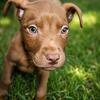 NineBullyFamilyPups