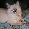 After 6 yrs Im officially retiring and rehoming my ragdolls.