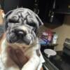 Chinese Shar pei puppies