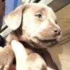 AKC Labrador Retriever Puppies