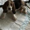 Territorial Basset Hound Puppies For Rehoming.