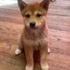 Aca registered Shiba Inu puppies potty trained lol their shots an dewormed