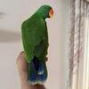 Eclectus parrots
