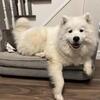 AKC Registered Samoyed Boy