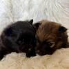 AKC Pomeranians