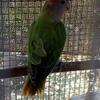 Peach Face Lovebirds for Sale