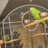 Bird Caregiver/Rescue