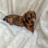 Miniature dachshund dapple female “Autumn” 