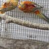 Orange Redrumps parakeets