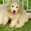 Female Mini Goldendoodle