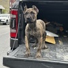 Presa canario pups