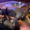 Beautiful Black Sphynx  kittens ready now