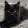 Maine Coon Kitten