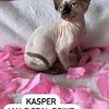 Beautiful Seal Point Sphynx Male(Kasper)