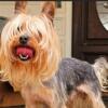 Male Yorkshire Terrier 