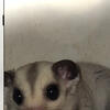 Platinum Mosaic male Joey 