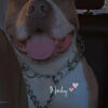Xl bully male