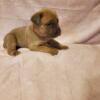 Cane corso puppies September 28