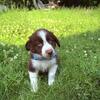 Male Australian Shepard/ Blue heeler