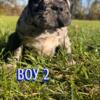 Akc frenchie puppies