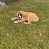 Saint Bernard and Maremma LSG Cross