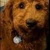 F1BB Male Red Golden Doodle