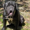 Cane corso import stud