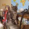 European black smoke maine coon