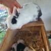 Adorable Dwarf Hotot Baby Rabbits